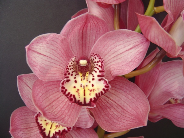 cymbidium-orchids-pink.jpg